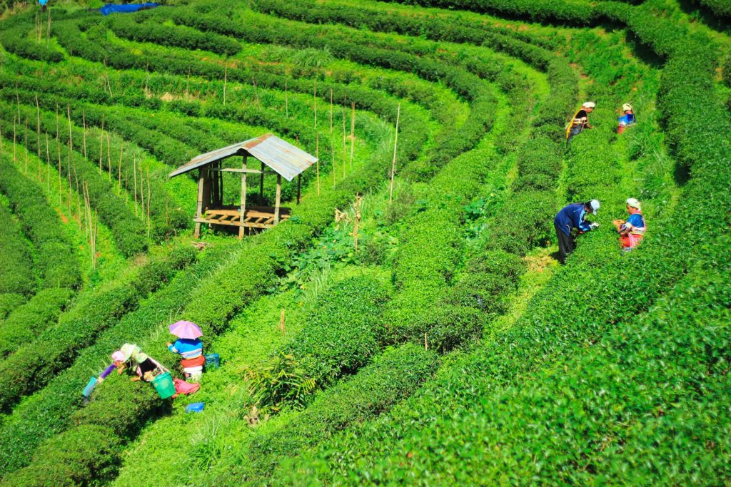 Top 3 Reasons To Visit Tea Gardens In Assam Purvi Discovery